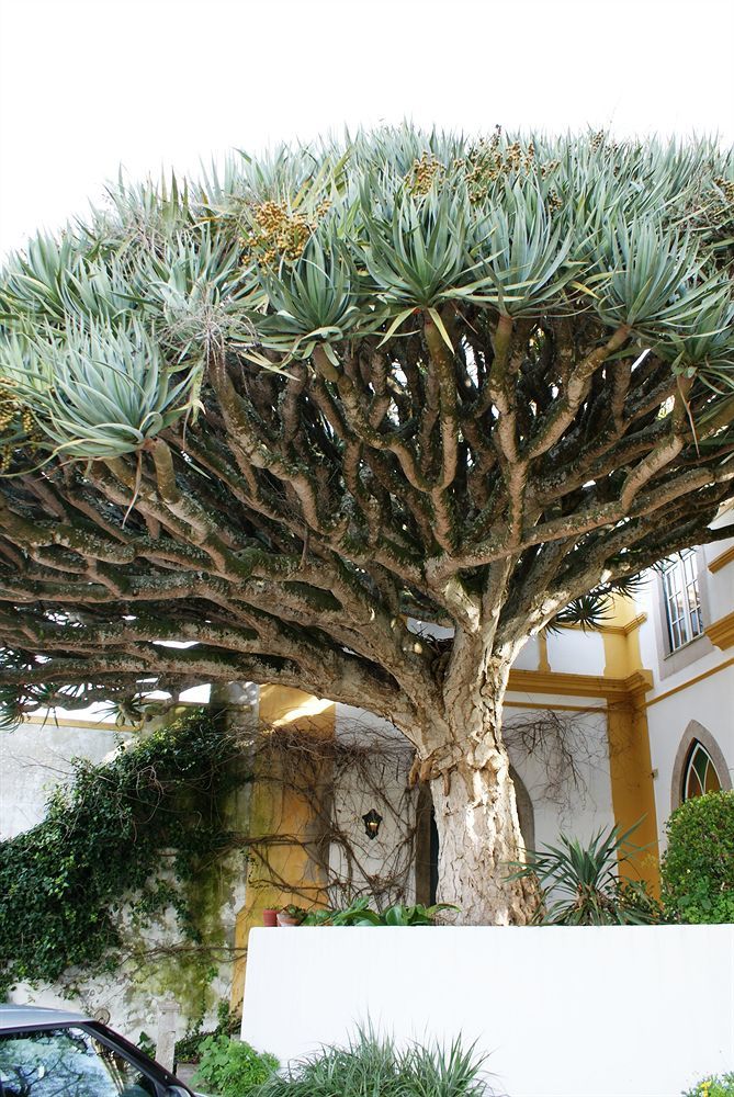 Casa Do Castelo - Turismo De Habitacao Bed & Breakfast Atouguia Da Baleia Exterior foto